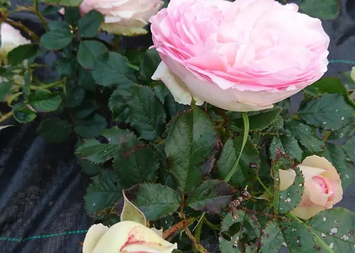 Bed and Breakfast An Carraig Ard